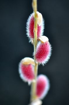 Pink Pussy WIllow Mt Aso
