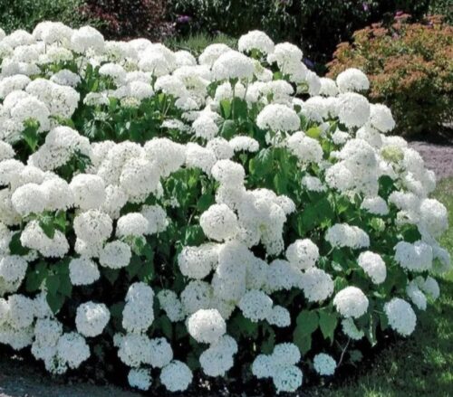 Annabelle White Hydrangea