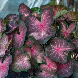 Berries and Burgundy Caladium