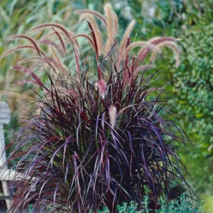 Black Fountain Grass