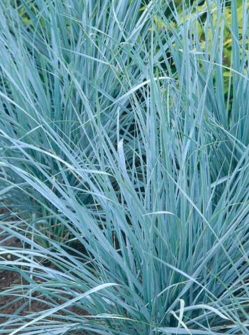 Blue Dune Grass