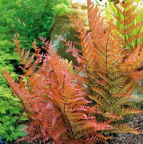 Autumn Brilliance Fern