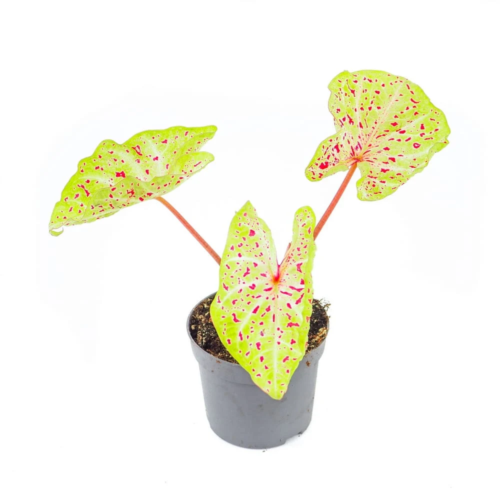 Caladium Miss Muffett