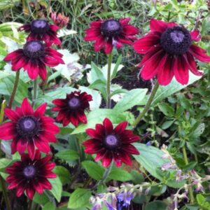 Cherry Brandy Rudbeckia