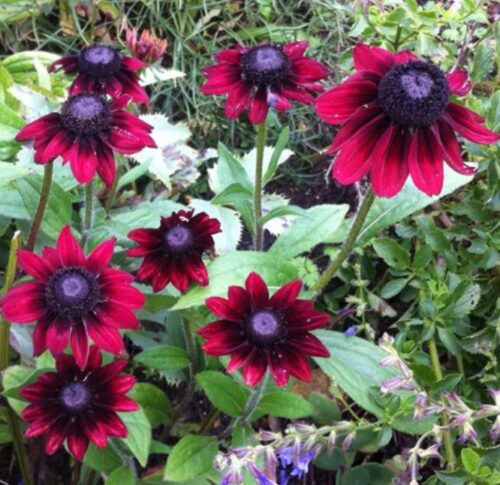 Cherry Brandy Rudbeckia