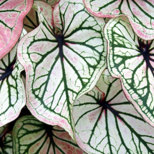 Debutante caladium