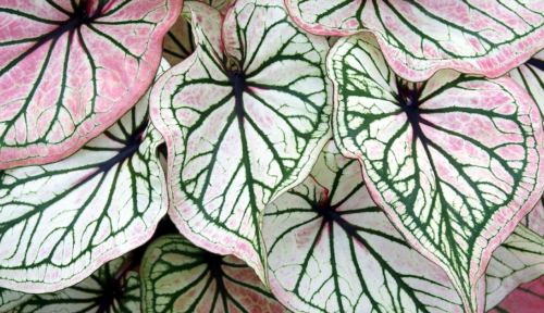 Debutante caladium