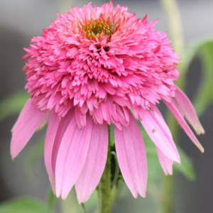 Echinacea Butterfly Kisses