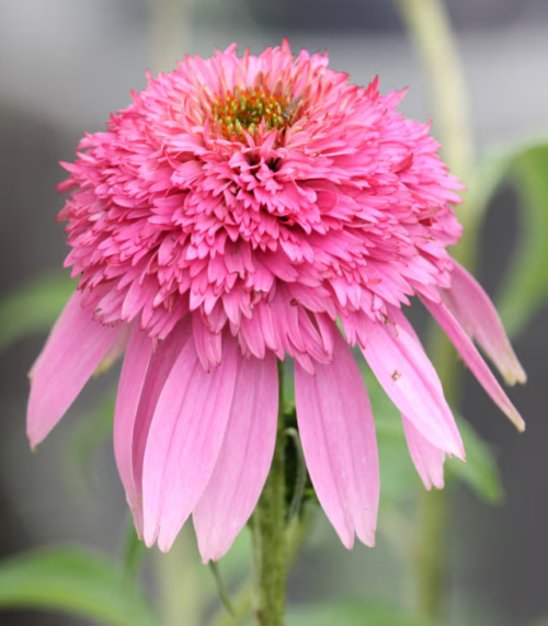 Echinacea Butterfly Kisses