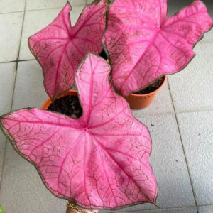 Fannie Munson Caladium