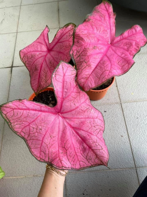 Fannie Munson Caladium