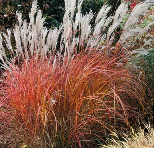 Fire Dragon Grass