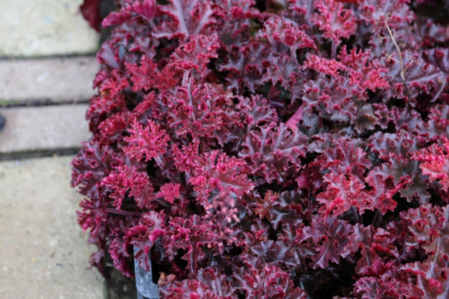 Melting Fire Coral Bells Heuchera