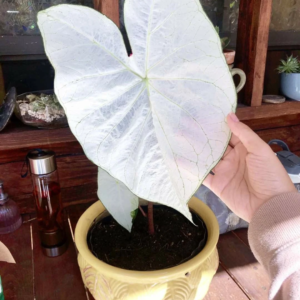 June Bride Caladium