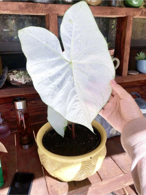 June Bride Caladium