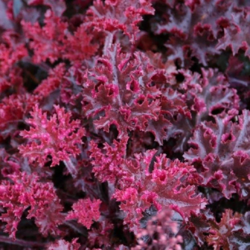 Melting Fire Coral Bells Heuchera - Image 2