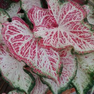 Peppermint Caladium