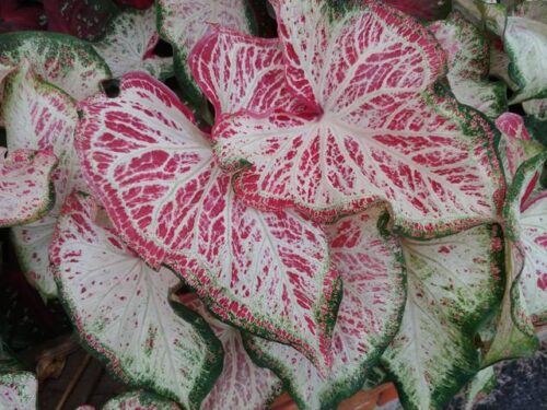 Peppermint Caladium