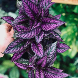 Persian Shield