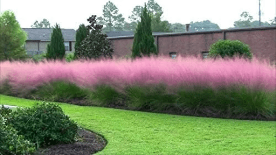 Pink Muhlenbergia Grass