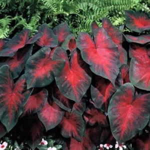 Postman Joyner Caladium