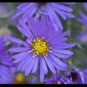 Purple Dome Aster