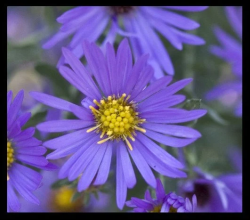 Purple Dome Aster