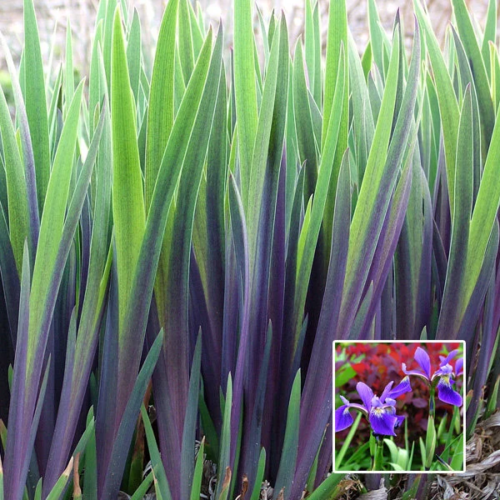 Purple Flame Iris