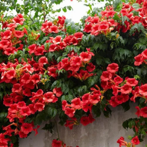 Red Trumpet Vine