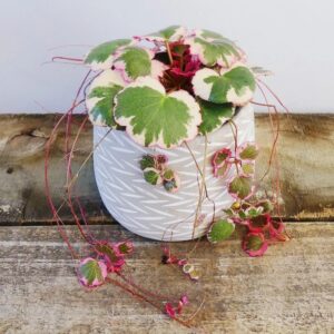 Variegated Strawberry Begonia