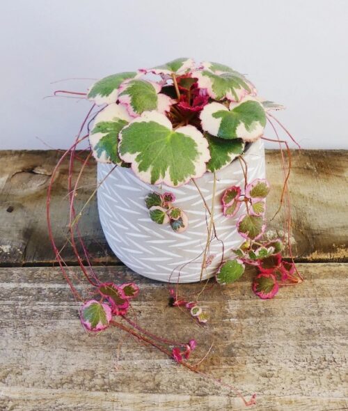 Variegated Strawberry Begonia