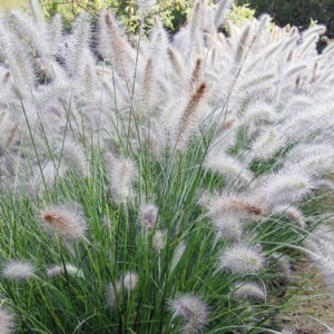 big white fountain grass