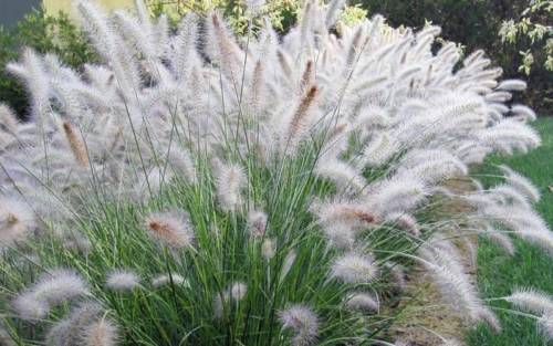 big white fountain grass