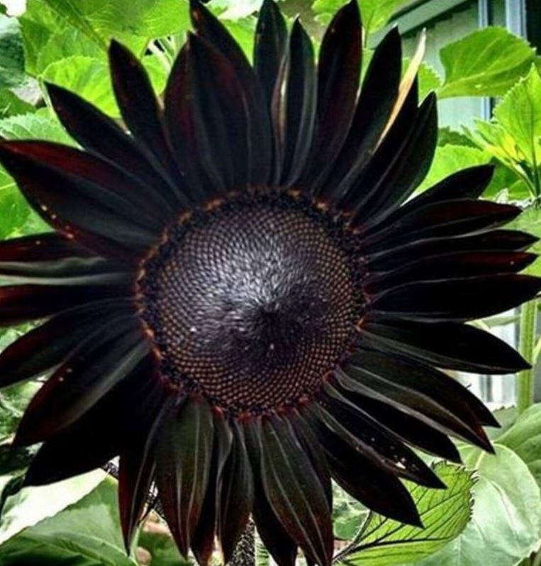 Exploring the Beauty of Sunflower Seeds: Introducing Black Beauty