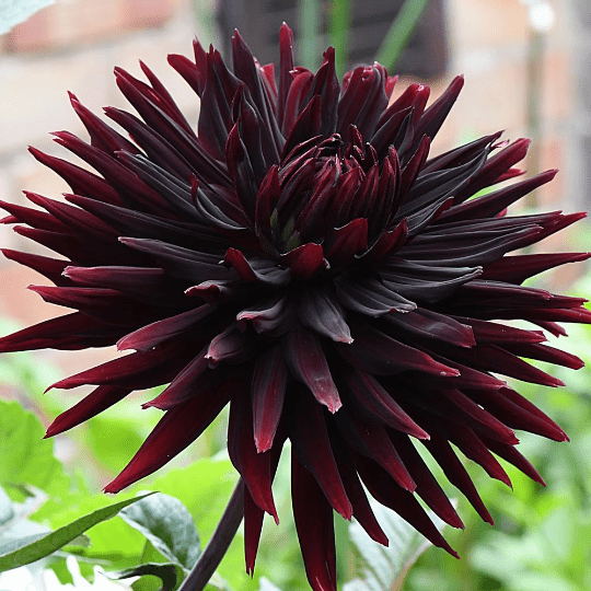 Black Dahlia Jack Flower