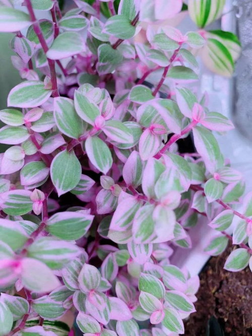 callisia repens pink panther