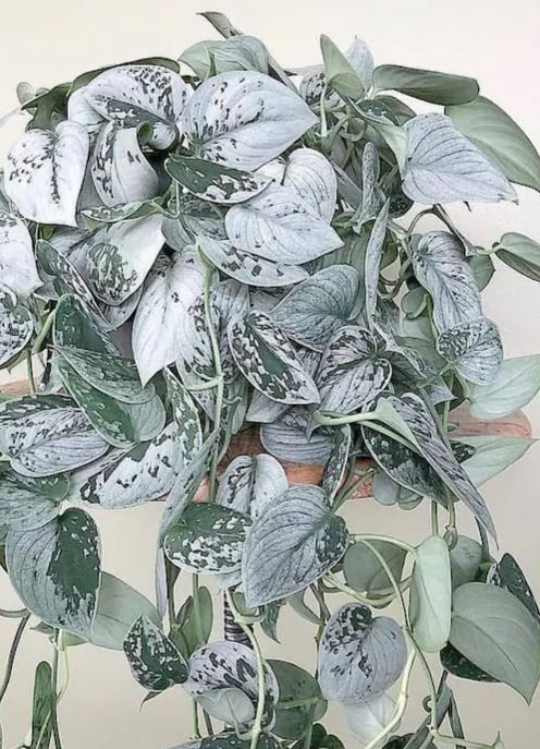 Unveiling the Enchanting Pothos Silver Exotica: Fun Facts About Its Leaves