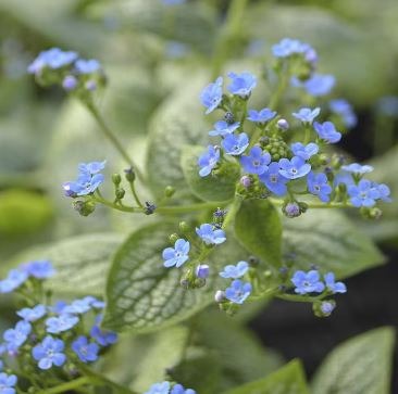 Fun Facts about Forget Me Nots – mygardenchannel