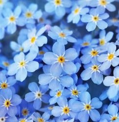 Fun Facts about Forget Me Nots