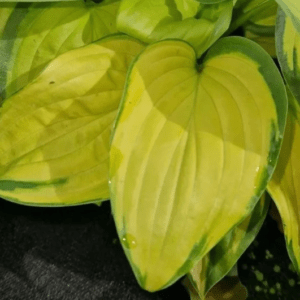 hosta stained glass