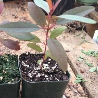Rainbow Eucalyptus Tree Live Plant Seedling Fast Growing Trees Beauty ***Limited Supply*** 100 left