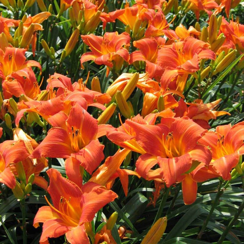 fifteen-15-orange-daylily-small-starters-original-tiger-lilies-aka