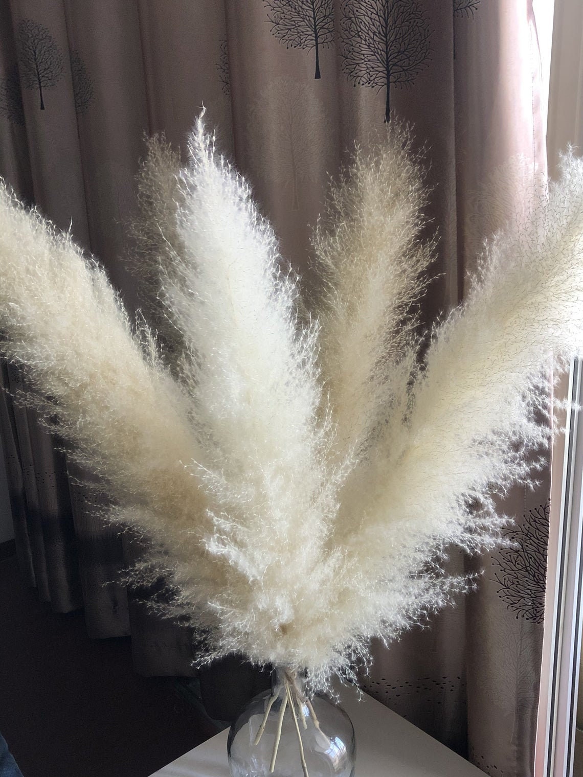 2 (TWO) Pampas Grass WHITE Perennial Ornamental 1 Live Plant Home Decor Easter Special Sale