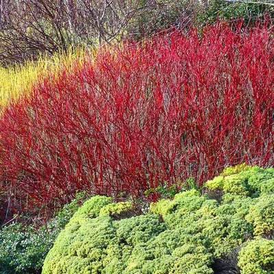 TWO (2) Ivory Halo RED Twig Dogwood Variegated Leaf Live Plant Fast Growing Trees Bushes Shrubs Shipping Now