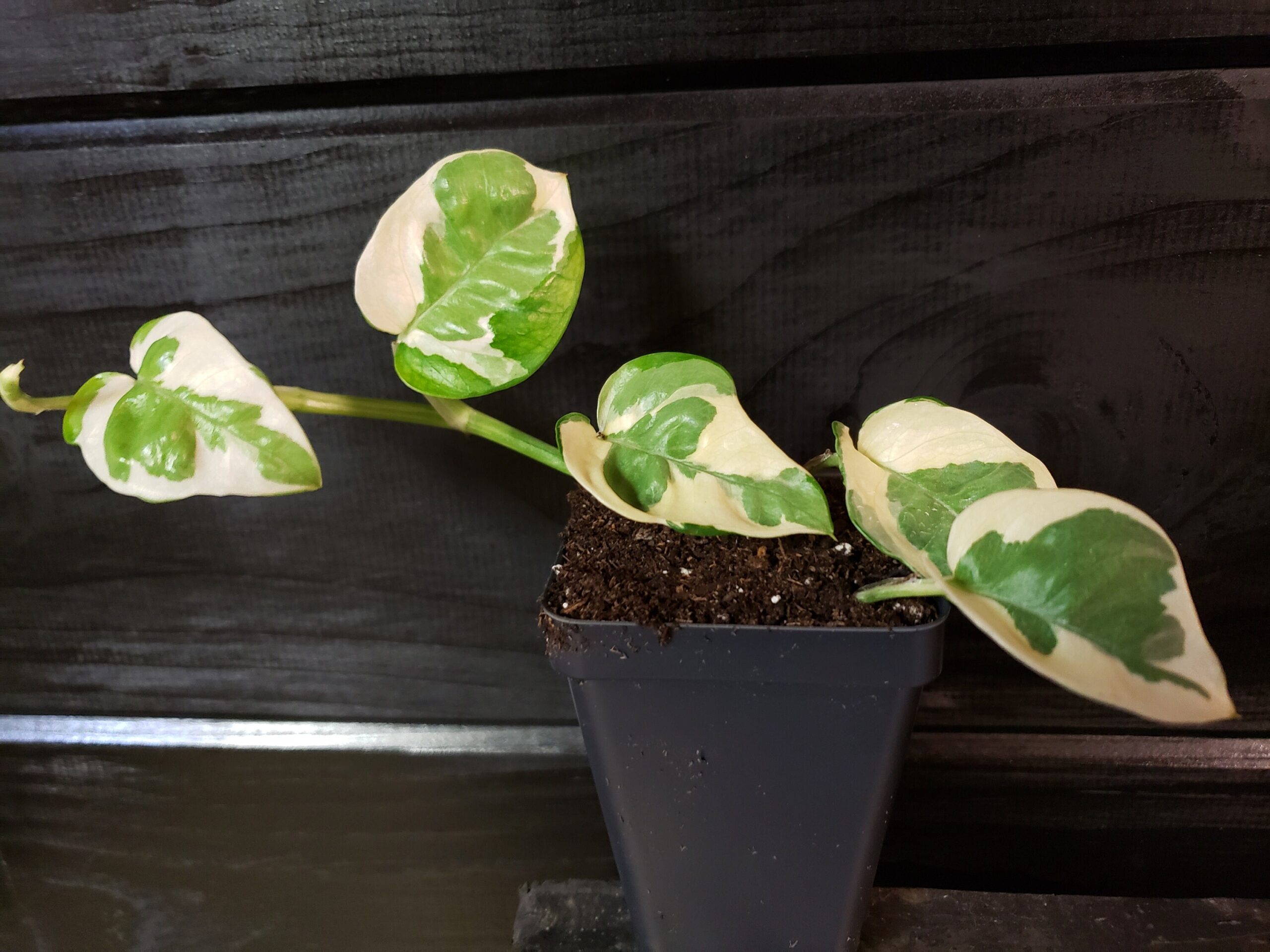 NJOY Pothos Houseplants Live Plant in Pot indoor small starter USA Seller RARE Fast Growing Plants for Home Decor House Plants Gift For Mom