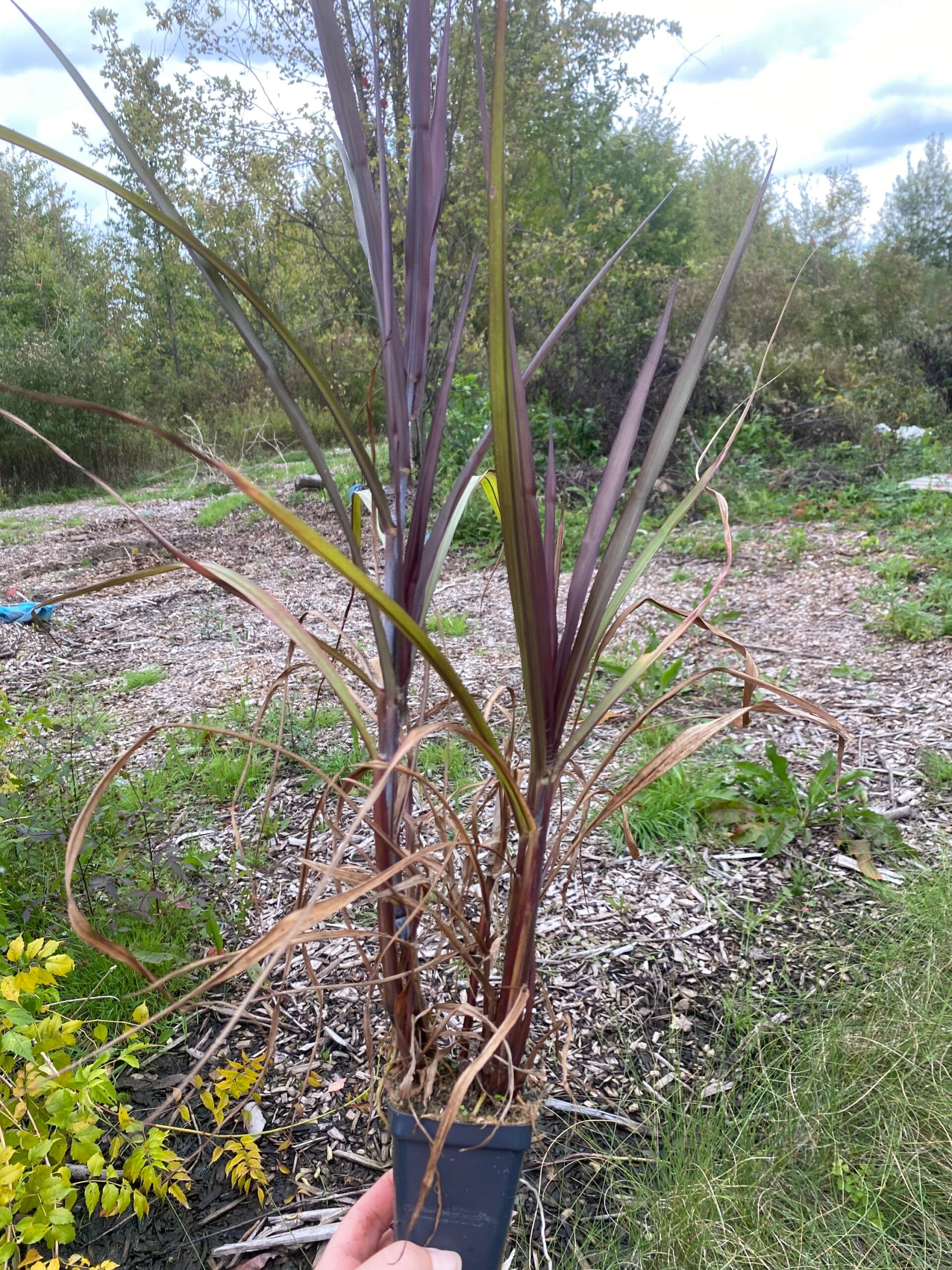 FIRST KNIGHT Black Grass Pennisetum Perennial Ornamental 1 Live Plant Clumping