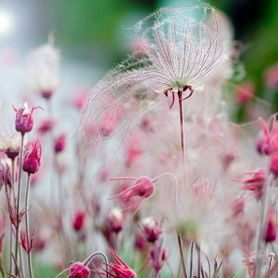 Prairie Smoke Geum triflorum Pink Flowers 2.5″ x 4″ Starter Plants Rare Fast Growing Modern Home Decor Landscaping Design WOW