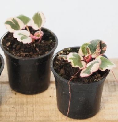 Variegated Strawberry Begonia Houseplants Saxifraga Stolonifera Live Plant in Pot indoor small starter 2.5″ x 4″ inch Pot Rare Plants Color
