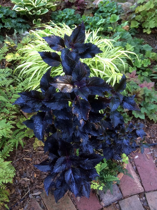Black Coleus Houseplants Live in Pot indoor 2.5″ x 4″ Starter Plants Rare Fast Growing Plants Modern Home Decor Gift