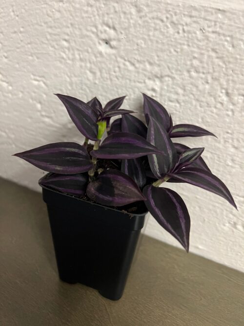 Black Tradescantia Dark Desire